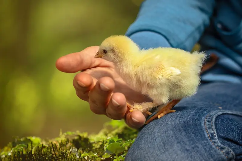 A farmer gently holding a young chick in an open hand