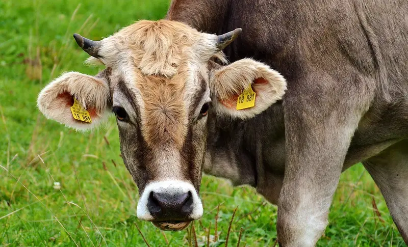 A brown dairy cow with ear tags grazing in a green pasture