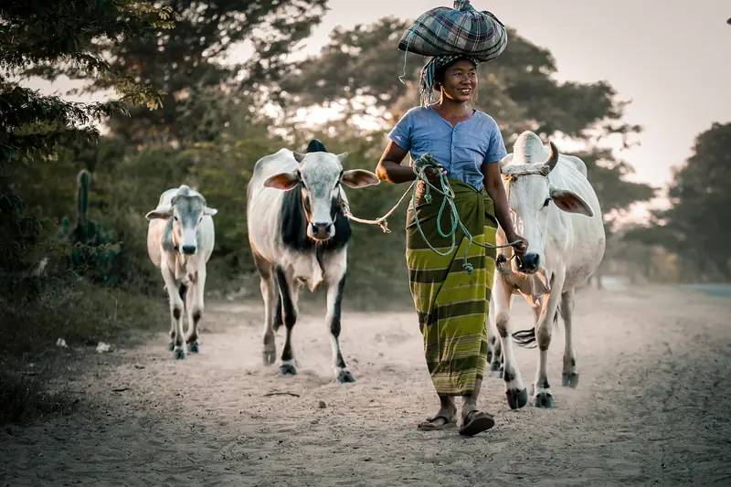 A woman farmer walking her cattle along a village road