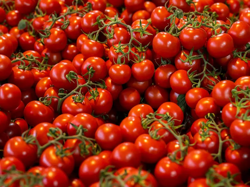 Fresh tomatoes on the vine piled high at a market